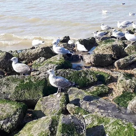 Apartament Near Belgian Coast